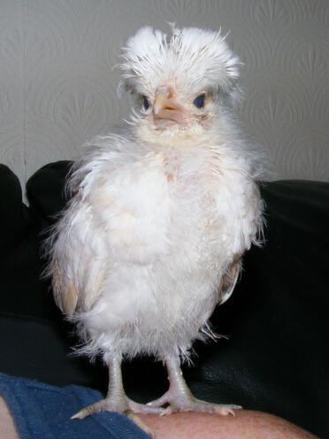 Poland Chicken