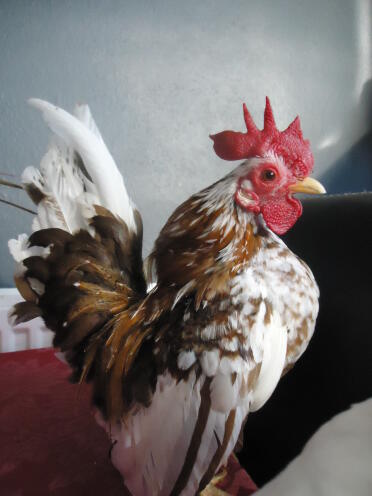 A young male serema chicken.