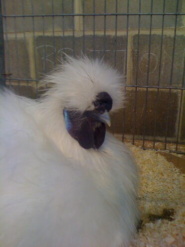 White Silkie Chicken in cage
