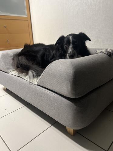 Sia loves their new bed!