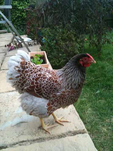 Blue Laced Wyandotte Chicken on paving