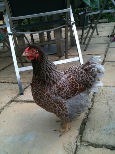 Blue Wyandotte Chicken