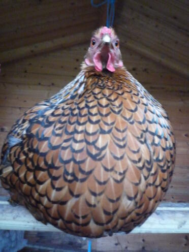 A glorious wyandotte hen with a plump breast.