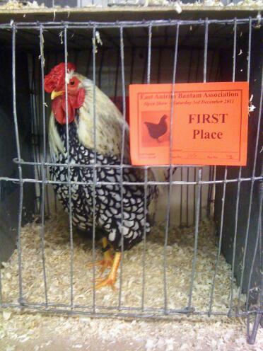 A prize winning wyandotte chicken.
