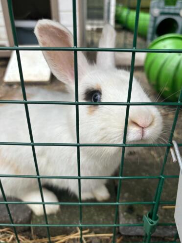 Curious bunny in the Zippi run.