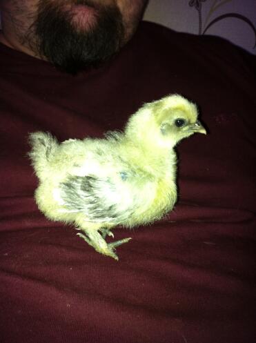A lavender silkie chick.
