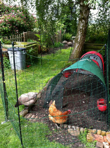 red eglu classic with run, 2 chickens and Omlet chicken fencing 21m