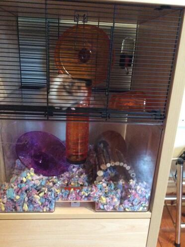 Really easy to clean and lots of space to store  all  hamster stuff in.