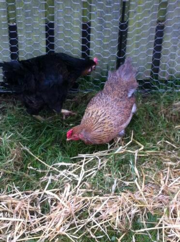 Chickens foraging in grass