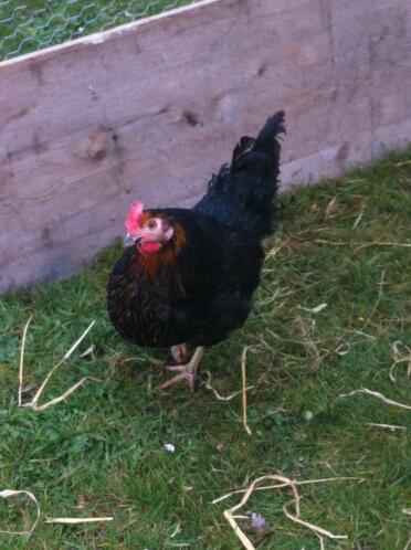 Chicken in run looking into camera