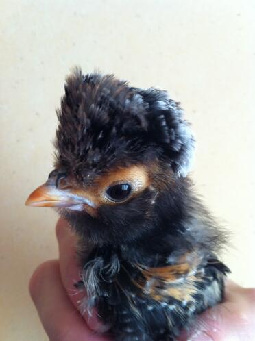 Gold Laced Polish Bantam Chick being held