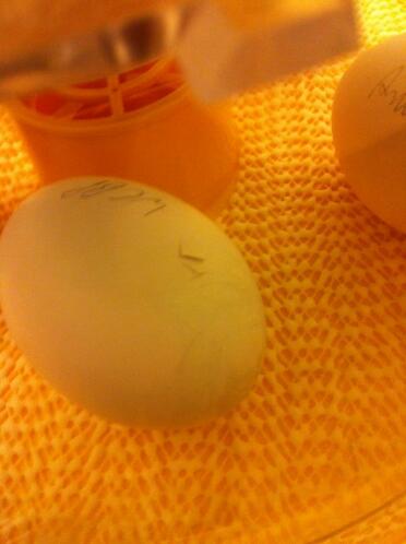 A poland chicken egg in an incubator.