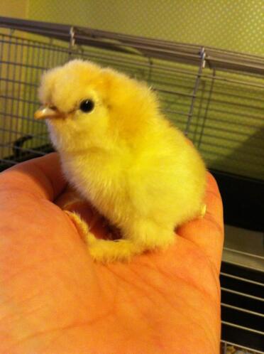 A bearded silkie chick.