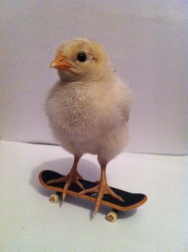 Sussex Chick on mini skateboard