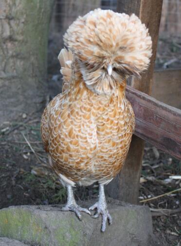 Poland Buff Laced Hen in run