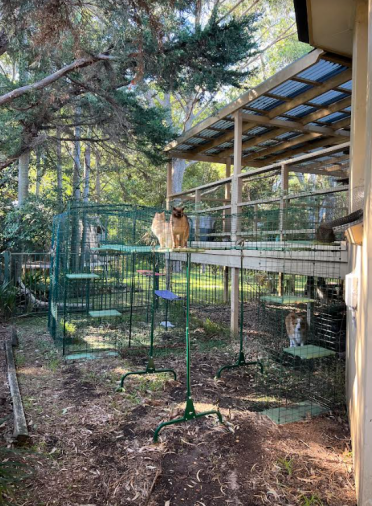 The Catio Tunnels are a great addition to the existing Catio enclosure!
