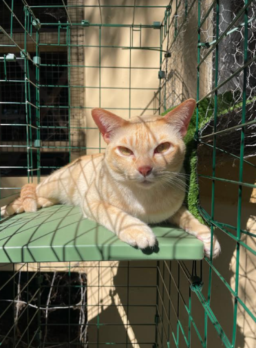 Enjoying some sun in the Catio tunnels!