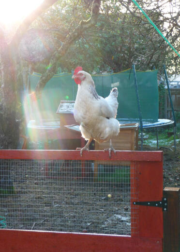White Chicken sitting on coop door