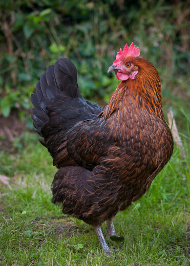 An 8 year old anja chicken.