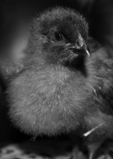 A bluebelle chick - 2 weeks old.