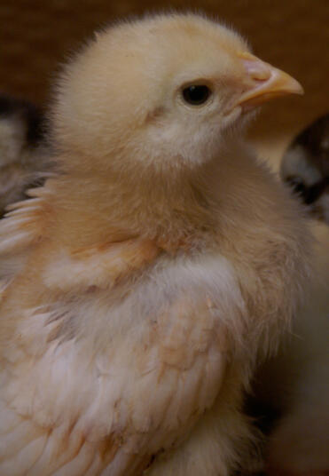 A buff orpington chick.
