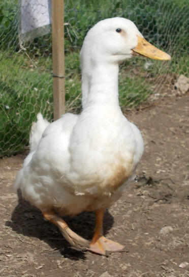 A aylesbury duck - 6 months old.
