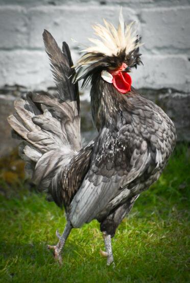 A white created blue poland cockerel striking a pose.