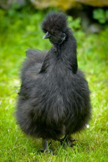 A black coloured silkie pullet