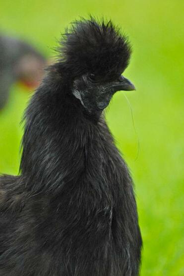 A black and white coloured silkie