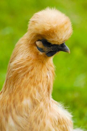 A buff coloured silkie pullet
