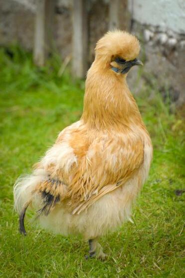 A buff coloured silkie hen