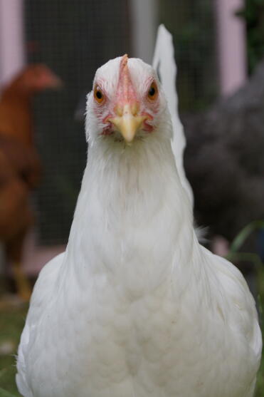 A white star pullet chicken standing in a garden.