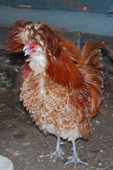 A frizzel poland cockerel.