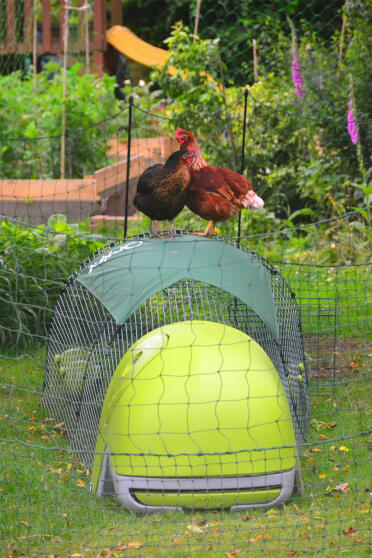 Eglu with run and fencing with 2 chickens on top