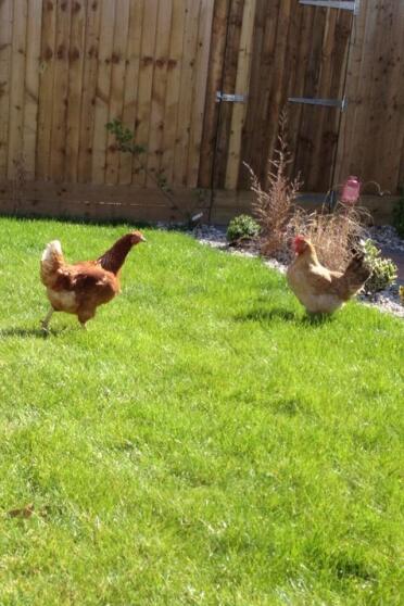 Cream legbar chicken running around the garden.