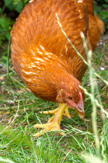 A chicken foraging around a garden.