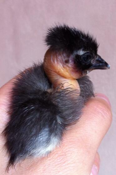Naked Neck Bantam Chick being held