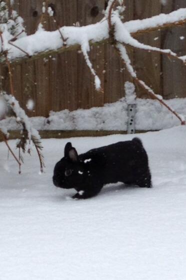 A netherlands dwarf rabbit called George playing in the snow.