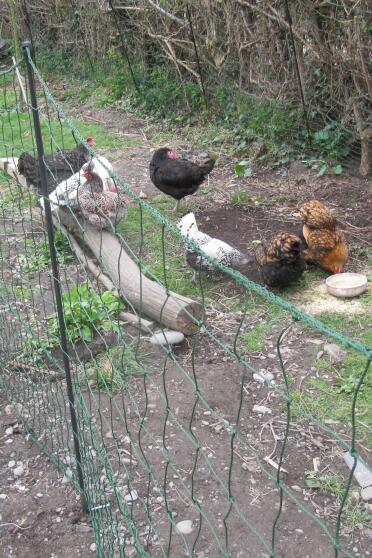 Fencing and chickens