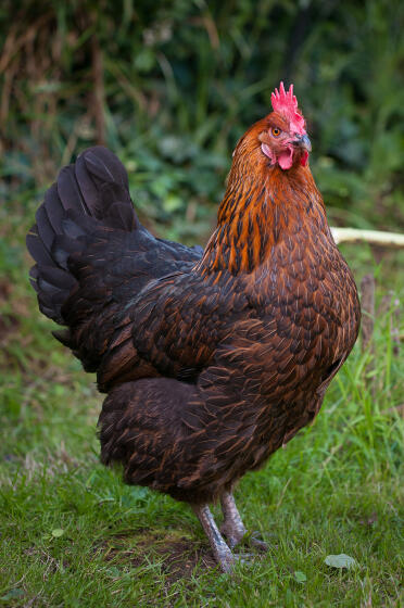 An 8 year old anja chicken.