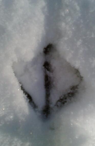 A footprint of a chicken in the snow