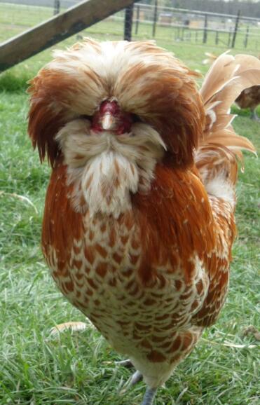 Close up of Poland Chicken