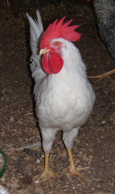 A white chicken standing in a garden.