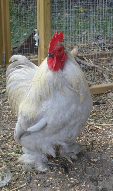 Poland Bantam Cockerel in run