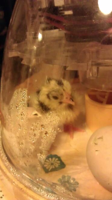 one little chick, all 7 hatched!