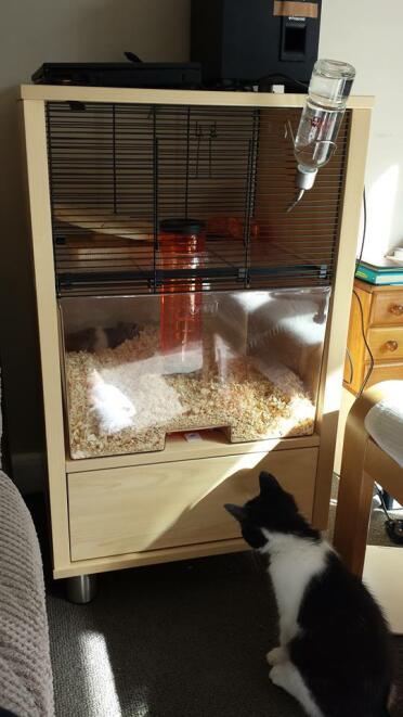 My kitten Matilda and my hamster Tedder :)