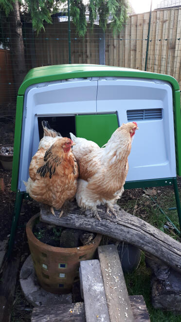 Betty and Judy the day I set the new coop