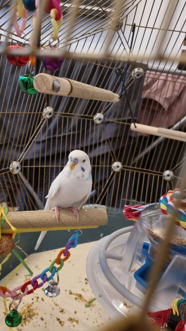 budgie space on top of feeders