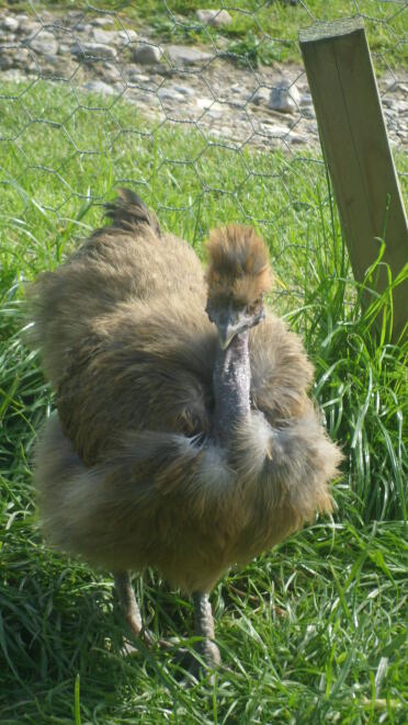 Naked Neck Chicken in grass