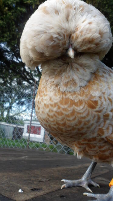 Close up of Poland Chicken